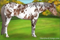 Horse Color:White Spotted Liver Chestnut Varnish