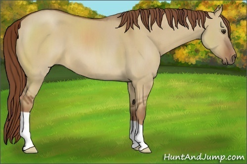 Horse Color:Red Dun 