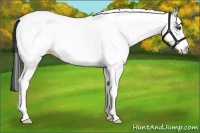 Horse Color:White Spotted Black 