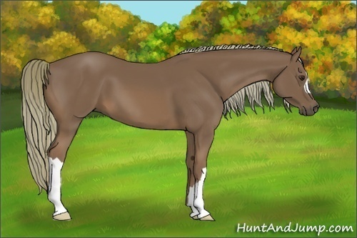 Horse Color:Chestnut 