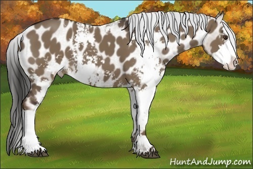 Horse Color:Liver Red Dun Sabino Appaloosa 