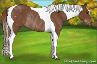 Horse Color:Chestnut Tobiano Rabicano 
