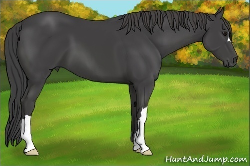 Horse Color:Smoky Black