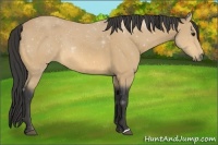 Horse Color:Buckskin 