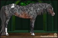 Horse Color:Brown Sabino Varnish Rabicano