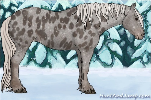 Horse Color:Silver Black Appaloosa