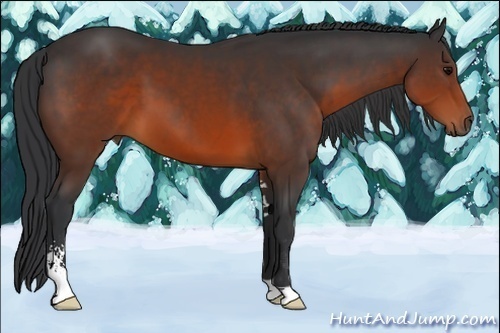 Horse Color:Brown Sabino 