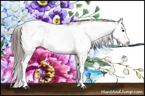 Horse Color:Grullo Sabino Splash Varnish