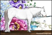 Horse Color:Grullo Sabino Splash Varnish 