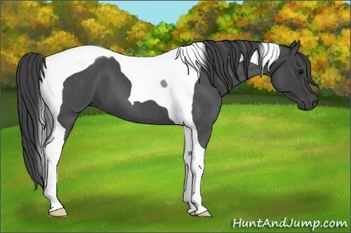 Horse Color:Smoky Blue Roan Tobiano