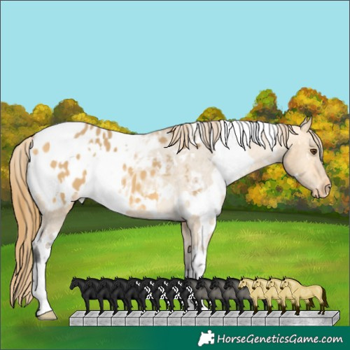 Horse Color:White Spotted Buckskin Dun Blanket 