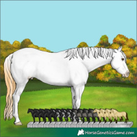Horse Color:White Spotted Buckskin Dun Appaloosa 