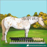 Horse Color:White Spotted Buckskin Dun Appaloosa 