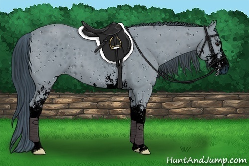 Horse Color:ERROR: UNKNOWN ANOMALY