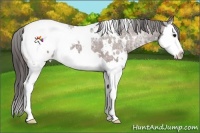 Horse Color:White Spotted Bay Ice Splash Appaloosa