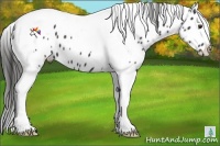 Horse Color:Liver Chestnut Tobiano Appaloosa 