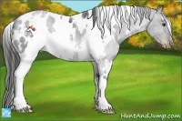 Horse Color:White Spotted Liver Chestnut Appaloosa 