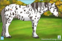 Horse Color:White Spotted Liver Chestnut Appaloosa 