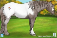 Horse Color:Liver Chestnut Appaloosa 
