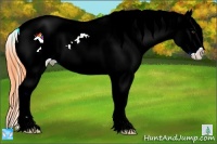 Horse Color:Watercolor Liver Chestnut Appaloosa 