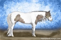 Horse Color:Silver Black Sabino Tobiano Rabicano