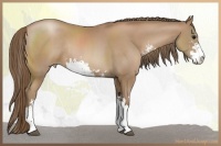 Horse Color:Black Pearl Sabino Rabicano 