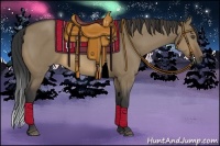 Horse Color:Buckskin Dun 