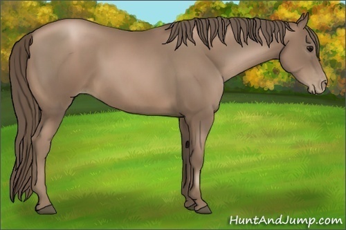 Horse Color:Black Pearl