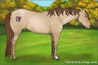Horse Color:Bay Pearl Dun Rabicano 