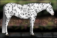 Horse Color:Black Splash Near Leopard