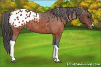 Horse Color:Brown Appaloosa 