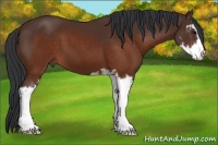 Horse Color:Brown Sabino