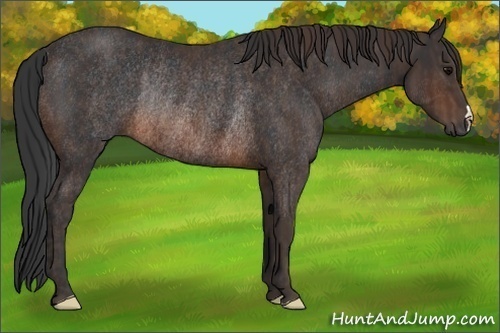 Horse Color:Brown Rabicano  Brindle