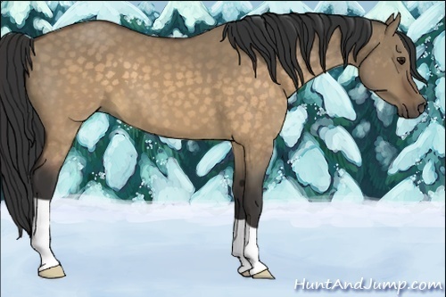 Horse Color:Buckskin Dun