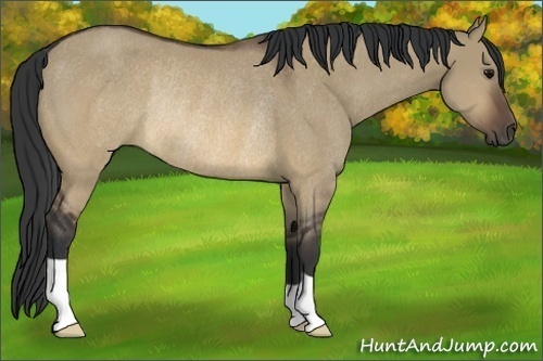 Horse Color:Brown Dun Rabicano 