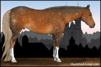 Horse Color:Chocolate Palomino 