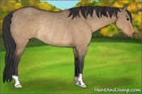 Horse Color:Buckskin Dun Rabicano 