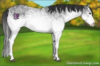 Horse Color:White Spotted Black Ice Splash Rabicano
