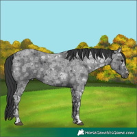 Horse Color:Blue Ice Roan Rabicano