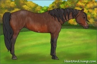 Horse Color:Bay Splash Frame  Brindle