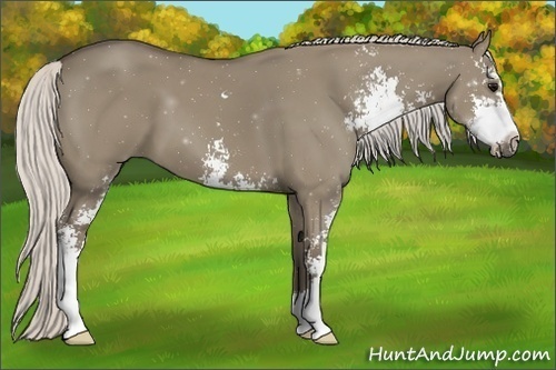 Horse Color:Silver Smoky Grullo Sabino