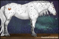 Horse Color:White Spotted Silver Blue Chinchilla Roan Appaloosa Rabicano