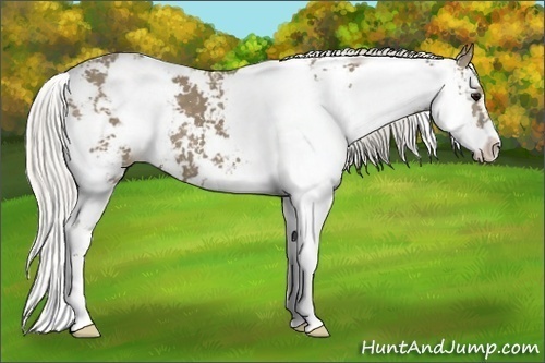 Horse Color:Silver Smoky Black Sabino 