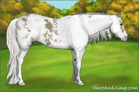 Horse Color:Silver Smoky Black Sabino