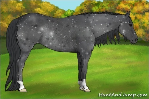 Horse Color:Black Rabicano 