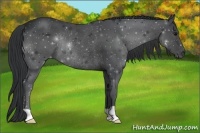 Horse Color:Black Rabicano
