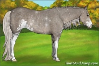 Horse Color:Silver Smoky Black Sabino Rabicano