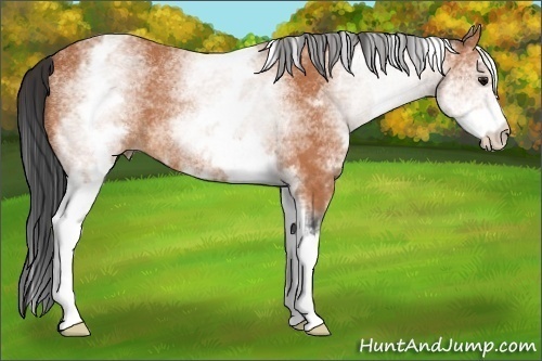 Horse Color:White Spotted Bay Rabicano