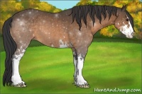 Horse Color:Buckskin Sabino