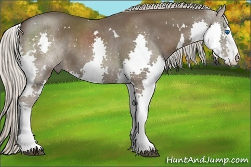 Horse Color:White Spotted Silver Black Splash